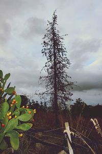 Trees on field against sky