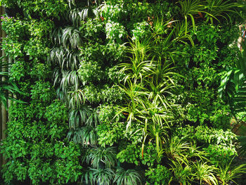 Full frame shot of plants