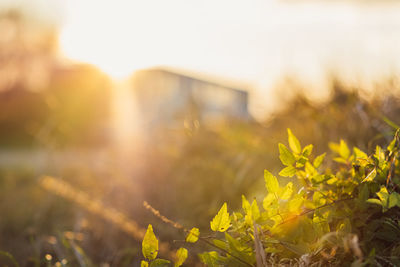 Close-up of yellow plant on field against sky