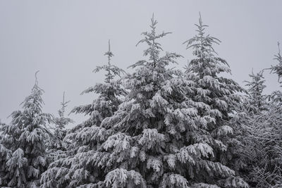 Low angle view of trees against sky during winter