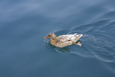 High angle view of duck swimming in lake