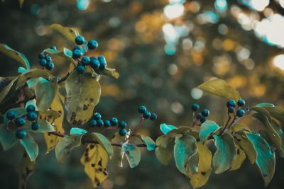 Close-up of flowering plants against blurred background