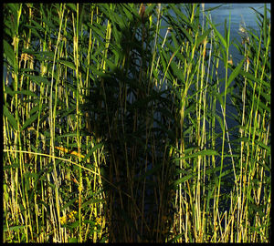 Plants growing on field