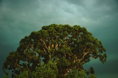 Close-up of tree against sky