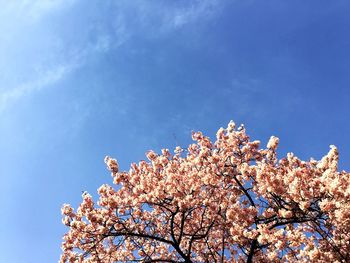 Low angle view of cherry blossoms against sky
