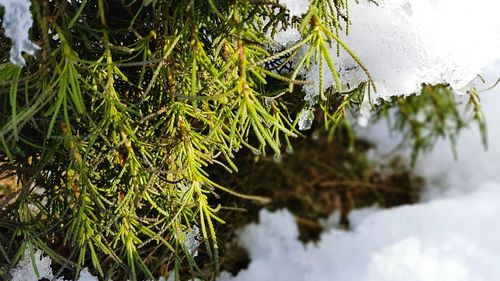 Close-up of tree branch with snow