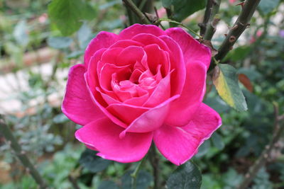 Close-up of pink rose
