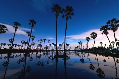 Reflection of palm trees in swimming pool