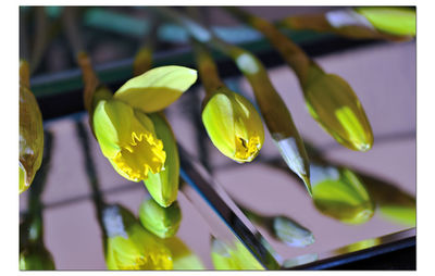 Close-up of yellow flowering plant