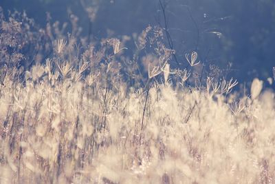 Dainty seeding grasses in afternoon light