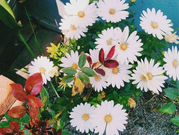 Close-up of flowers blooming outdoors