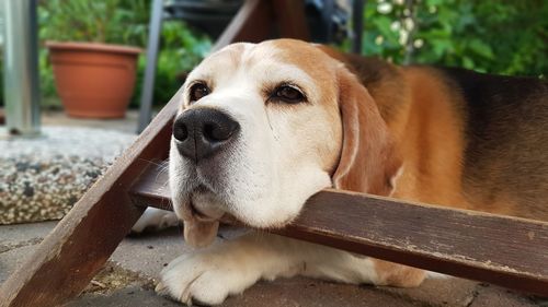 Close-up of dog looking away