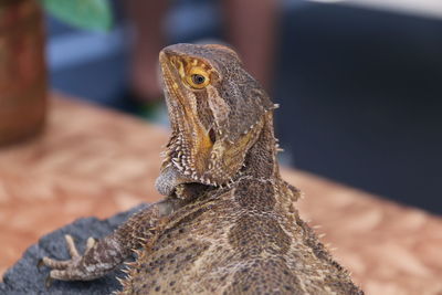 Close-up of a bird