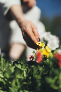 Close-up of woman touching flowering plant