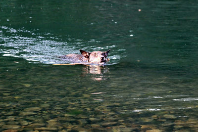 Portrait of dog swimming in lake