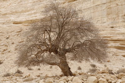 Tree in winter