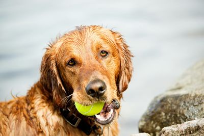 Close-up portrait of dog holding tennis ball