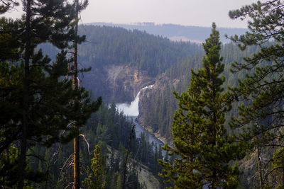 Panoramic view of trees in forest against sky