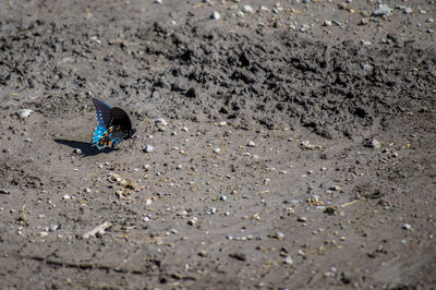 Lizard on sand at beach