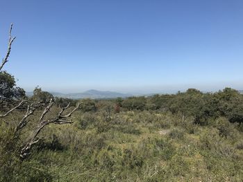 Scenic view of field against clear blue sky