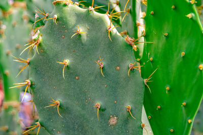 Close-up of prickly pear cactus