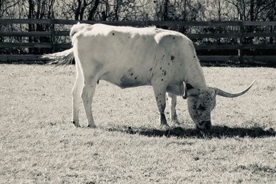 Horse grazing in a field