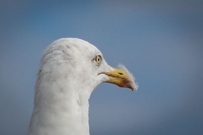 Low angle view of seagull against clear sky