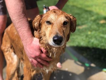 Cropped hands of man bathing dog in lawn