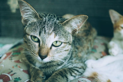 Close-up portrait of a cat