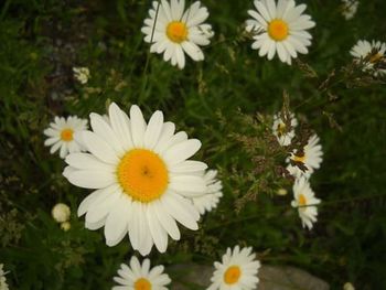 Close-up of daisy flowers blooming in field