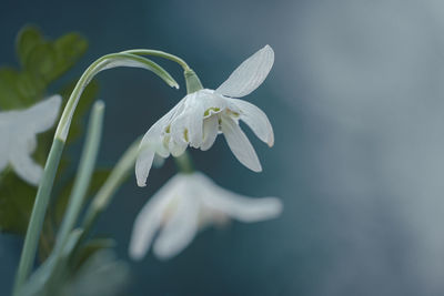 Close-up of white flowering plant