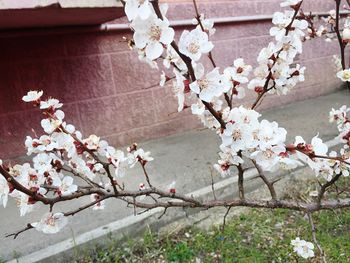 Close-up of cherry blossom tree