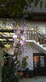 Low angle view of flowers on tree