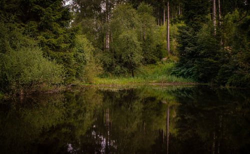 Scenic view of lake amidst trees in forest