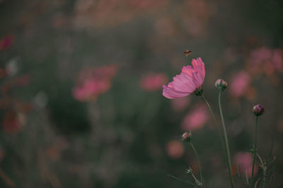 Close-up of pink flower on field