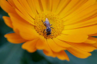 Close-up of insect on yellow flower