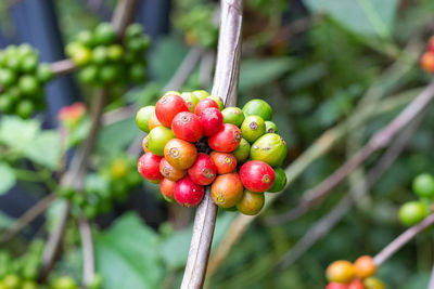 Close-up of red berries growing on tree