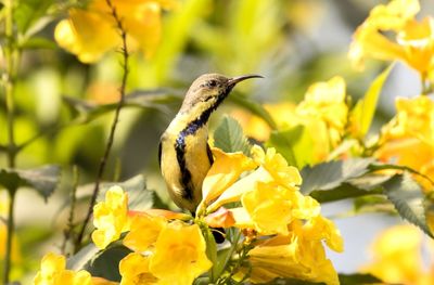 Close-up of hummingbird on yellow flower