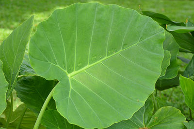 Close-up of green leaves