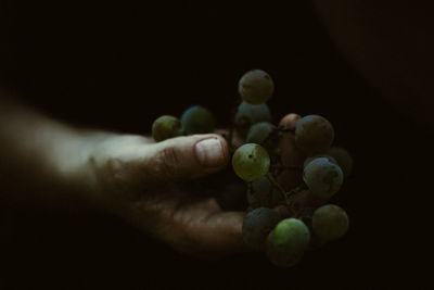 Close-up of hand holding grapes