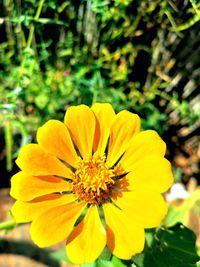 Close-up of yellow flower