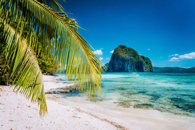 Palm trees on beach against blue sky