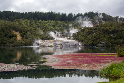 Rainforest, beautiful river and geothermal activity in orakei korako park  in new zealand