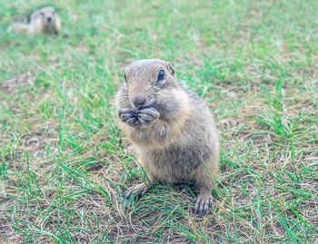 Close-up of rabbit on field