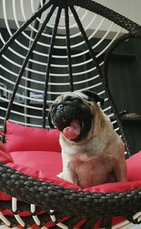 Dog sitting on chair