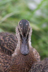 Close-up portrait of a bird