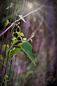 Close-up of insect on plant