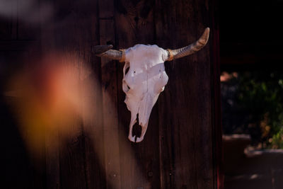 View of an animal in stable