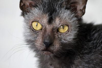 Close-up portrait of cat