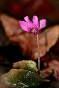 Close-up of pink flowering plant